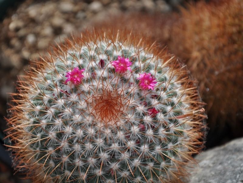a cacti in bloom
